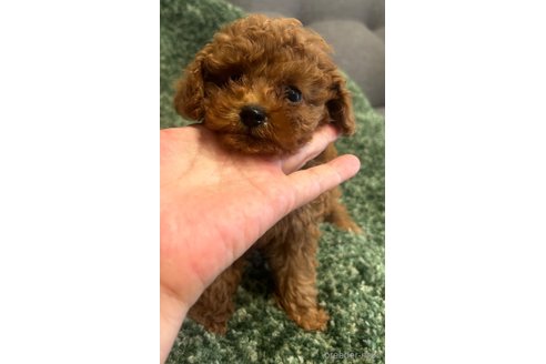 成約済の愛媛県のティーカッププードル-247601の6枚目