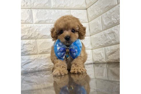 成約済の茨城県のトイプードル-252134の1枚目