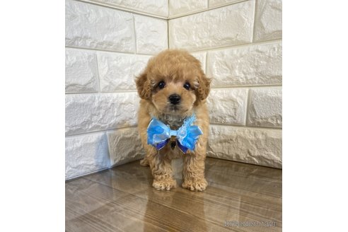 成約済の茨城県のトイプードル-252134の2枚目