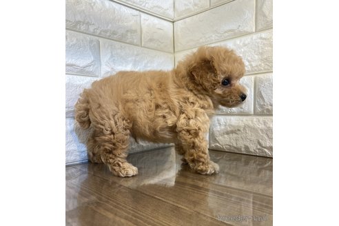 成約済の茨城県のトイプードル-252134の5枚目