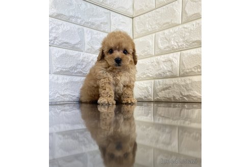 成約済の茨城県のトイプードル-252134の3枚目