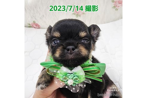 成約済の東京都のチワワ(ロングコート)-250145の20枚目