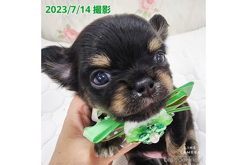 成約済の東京都のチワワ(ロングコート)-250145の17枚目
