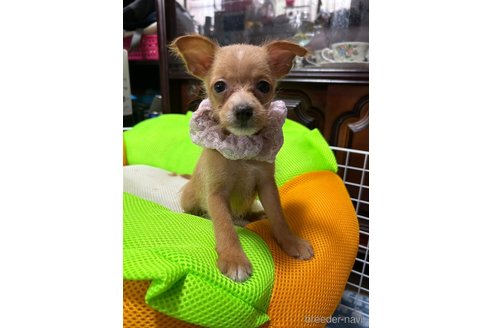 成約済の福岡県のミックス犬-244200の7枚目