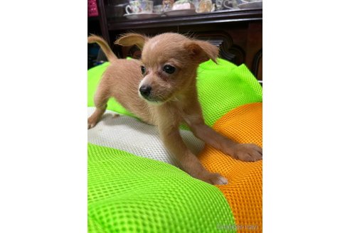 成約済の福岡県のミックス犬-244200の5枚目