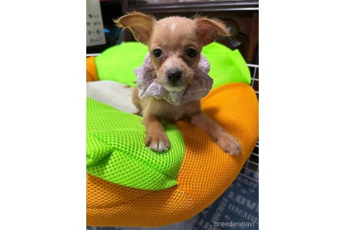 成約済の福岡県のミックス犬-244200の6枚目