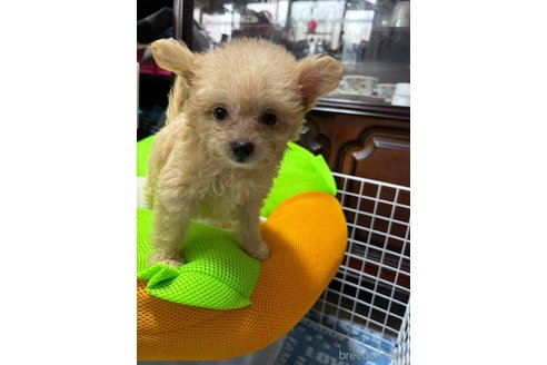 成約済の福岡県のミックス犬-247331の3枚目