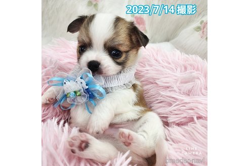 成約済の東京都のチワワ(ロングコート)-249117の25枚目