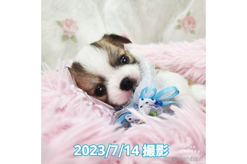 成約済の東京都のチワワ(ロングコート)-249117の22枚目