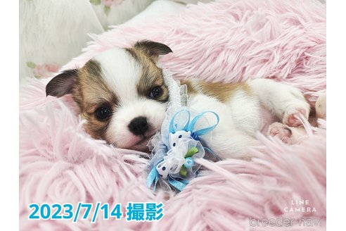 成約済の東京都のチワワ(ロングコート)-249117の20枚目