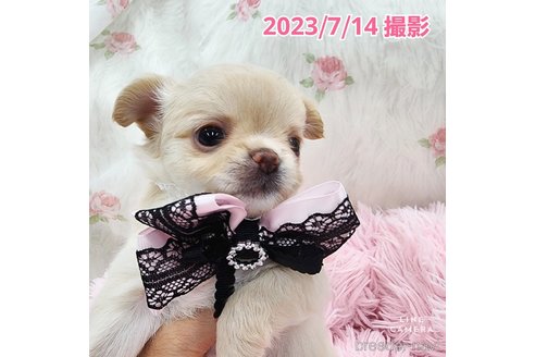 成約済の東京都のチワワ(ロングコート)-247964の20枚目