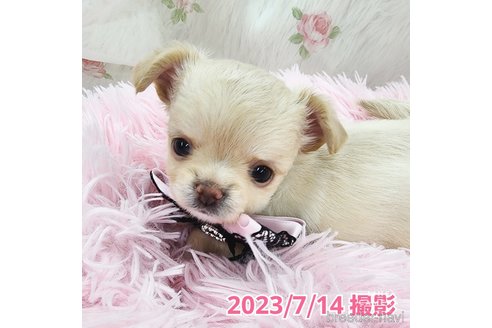 成約済の東京都のチワワ(ロングコート)-247964の19枚目