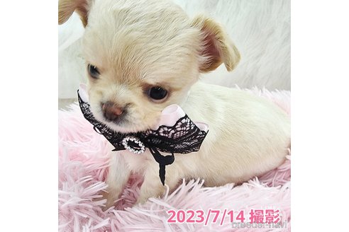 成約済の東京都のチワワ(ロングコート)-247964の18枚目