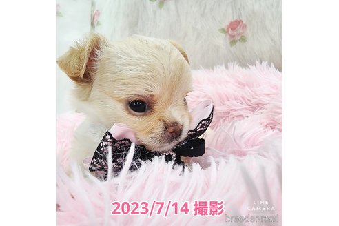 成約済の東京都のチワワ(ロングコート)-247964の17枚目