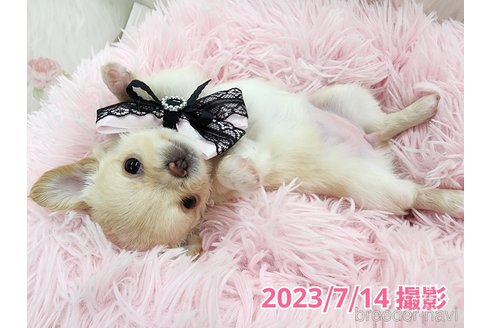 成約済の東京都のチワワ(ロングコート)-247964の16枚目