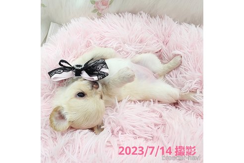 成約済の東京都のチワワ(ロングコート)-247964の13枚目