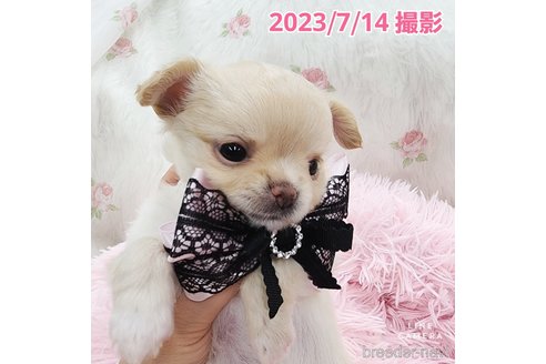 成約済の東京都のチワワ(ロングコート)-247964の12枚目