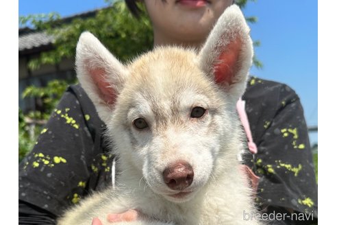 成約済の千葉県のシベリアンハスキー-243301の9枚目