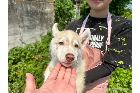 成約済の千葉県のシベリアンハスキー-243301の8枚目