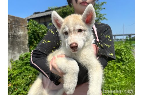 成約済の千葉県のシベリアンハスキー-243301の6枚目