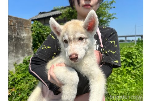 成約済の千葉県のシベリアンハスキー-243301の7枚目
