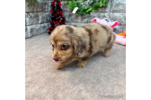 成約済の愛知県のミニチュアダックスフンド(ロングヘアード)-252249の3枚目