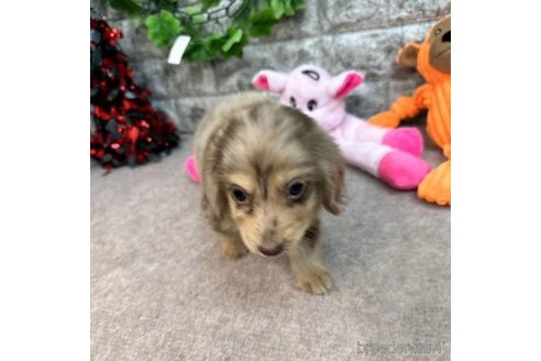 成約済の愛知県のミニチュアダックスフンド(ロングヘアード)-252249の4枚目