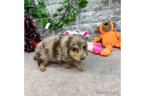 成約済の愛知県のミニチュアダックスフンド(ロングヘアード)-252249の5枚目