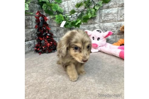 成約済の愛知県のミニチュアダックスフンド(ロングヘアード)-252249の1枚目