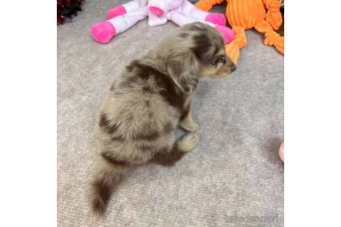 成約済の愛知県のミニチュアダックスフンド(ロングヘアード)-252249の2枚目