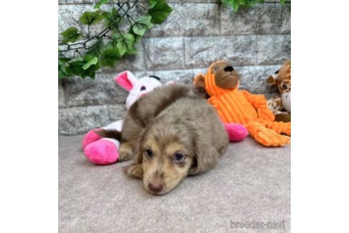 成約済の愛知県のミニチュアダックスフンド(ロングヘアード)-252244の1枚目