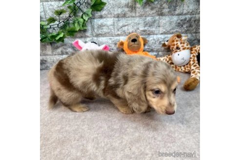 成約済の愛知県のミニチュアダックスフンド(ロングヘアード)-252244の4枚目