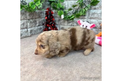 成約済の愛知県のミニチュアダックスフンド(ロングヘアード)-252244の5枚目