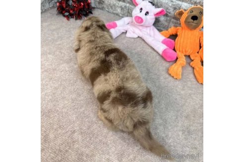 成約済の愛知県のミニチュアダックスフンド(ロングヘアード)-252244の2枚目