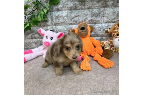 成約済の愛知県のミニチュアダックスフンド(ロングヘアード)-252244の3枚目