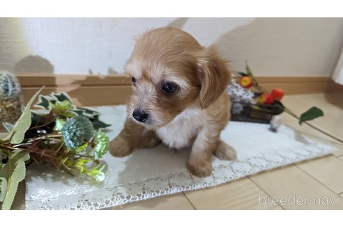 成約済の広島県のチワプー:チワワ×トイプードル-246604の109枚目