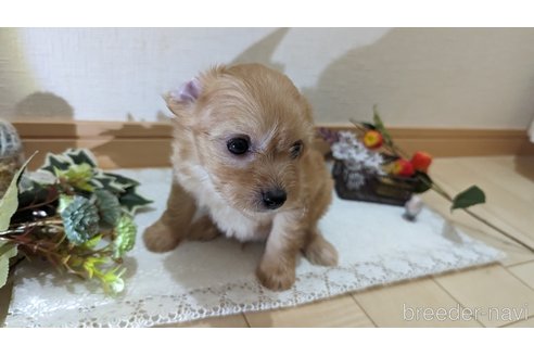 成約済の広島県のチワプー:チワワ×トイプードル-246604の107枚目