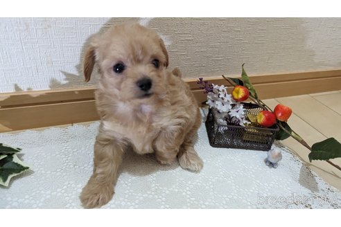 成約済の広島県のチワプー:チワワ×トイプードル-246607の58枚目