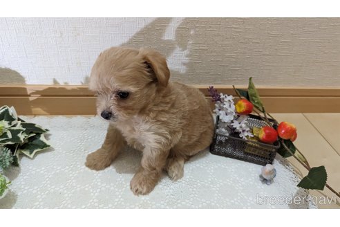 成約済の広島県のチワプー:チワワ×トイプードル-246607の56枚目