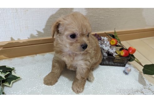 成約済の広島県のチワプー:チワワ×トイプードル-246607の55枚目