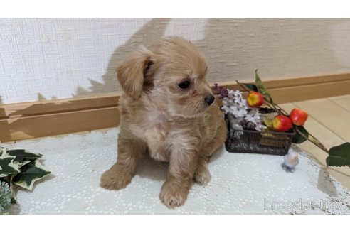 成約済の広島県のチワプー:チワワ×トイプードル-246607の53枚目