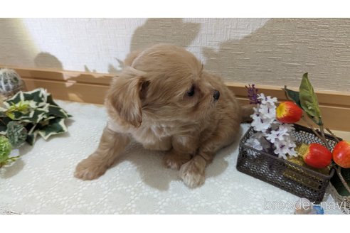 成約済の広島県のチワプー:チワワ×トイプードル-246607の54枚目