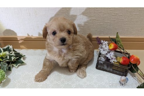 成約済の広島県のチワプー:チワワ×トイプードル-246607の51枚目