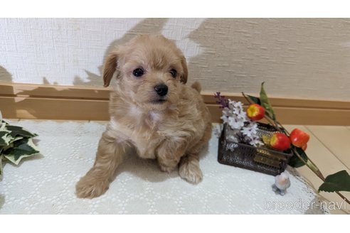 成約済の広島県のチワプー:チワワ×トイプードル-246607の50枚目