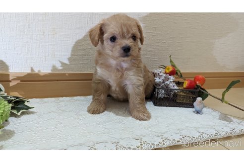 成約済の広島県のチワプー:チワワ×トイプードル-246607の49枚目