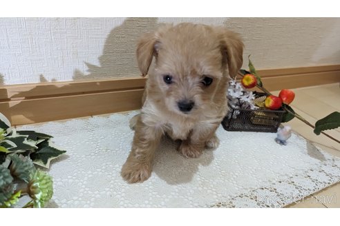 成約済の広島県のチワプー:チワワ×トイプードル-246607の47枚目
