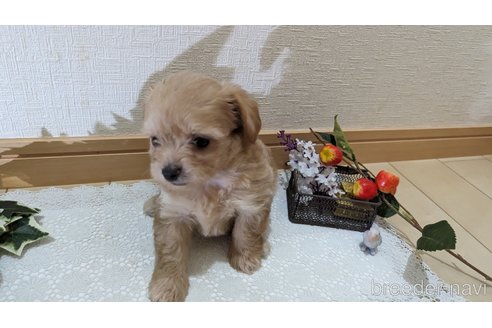 成約済の広島県のチワプー:チワワ×トイプードル-246607の45枚目