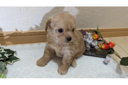 成約済の広島県のチワプー:チワワ×トイプードル-246607の46枚目