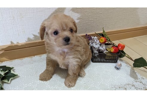 成約済の広島県のチワプー:チワワ×トイプードル-246607の44枚目