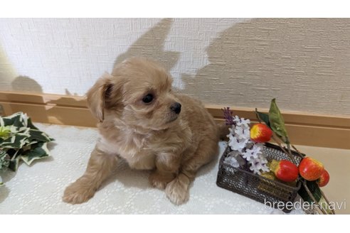 成約済の広島県のチワプー:チワワ×トイプードル-246607の41枚目